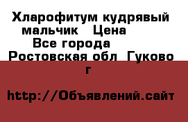 Хларофитум кудрявый мальчик › Цена ­ 30 - Все города  »    . Ростовская обл.,Гуково г.